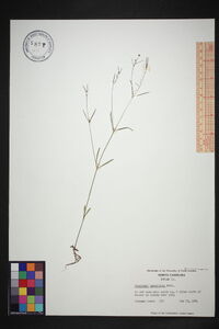 Houstonia tenuifolia image