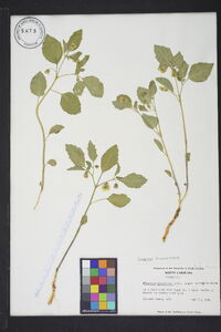 Physalis virginiana image