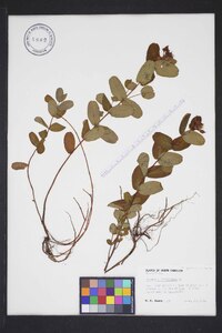 Hypericum virginicum image