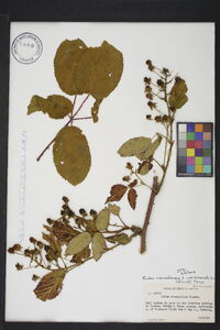 Rubus canadensis var. elegantulus image