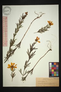 Coreopsis palmata image