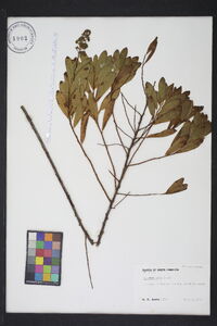 Spiraea alba image