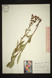 Vernonia glauca image