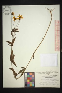 Coreopsis major image