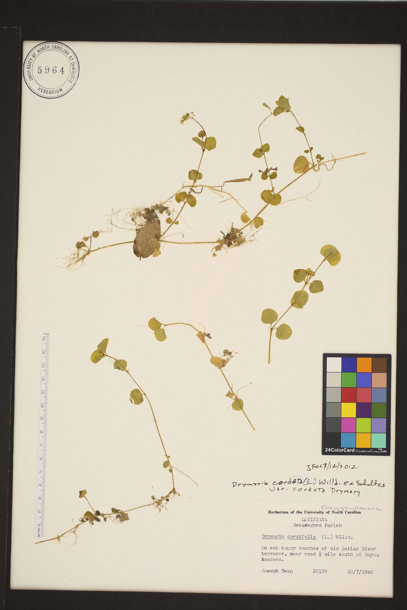 Drymaria cordata var. cordata image