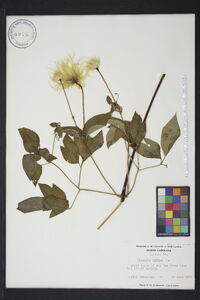 Clematis crispa image