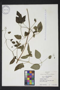 Clematis crispa image