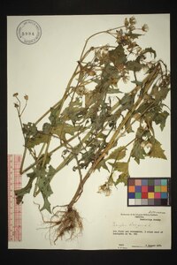 Sonchus oleraceus image