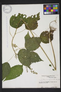 Laportea canadensis image