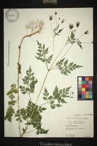 Bidens bipinnata image