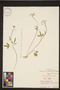 Cardamine angustata image