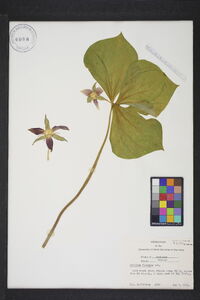 Trillium flexipes image