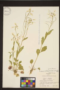 Cardamine bulbosa image