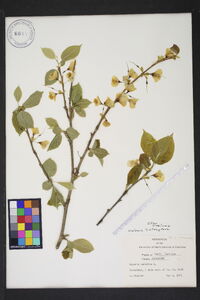 Halesia carolina image