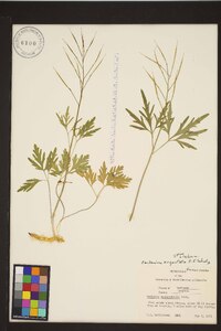 Cardamine angustata image