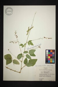 Desmodium canescens image