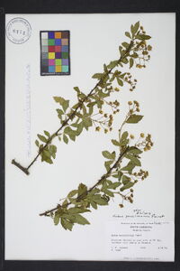 Rubus pensilvanicus image