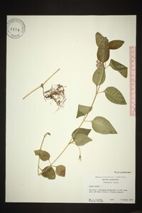 Vinca major image