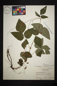 Hylodesmum pauciflorum image
