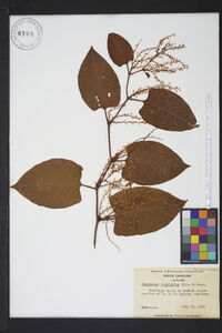 Reynoutria japonica image