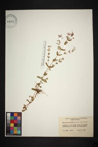 Hypericum mutilum var. mutilum image