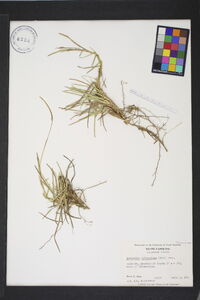 Eremochloa ophiuroides image