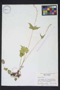 Mitella diphylla image