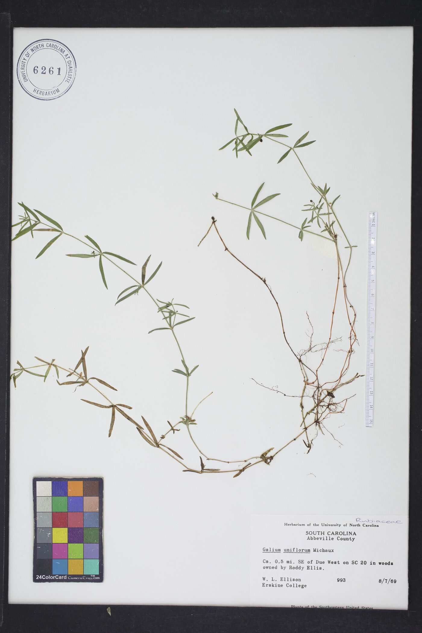 Galium uniflorum image