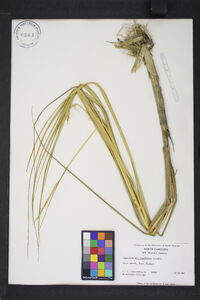 Spartina alterniflora image