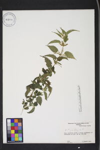 Urtica dioica image