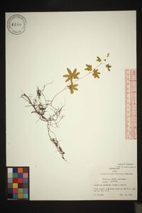 Lygodium palmatum image