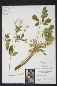 Thalictrum pubescens image