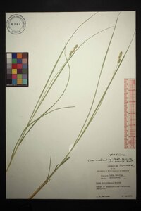 Carex muehlenbergii var. enervis image