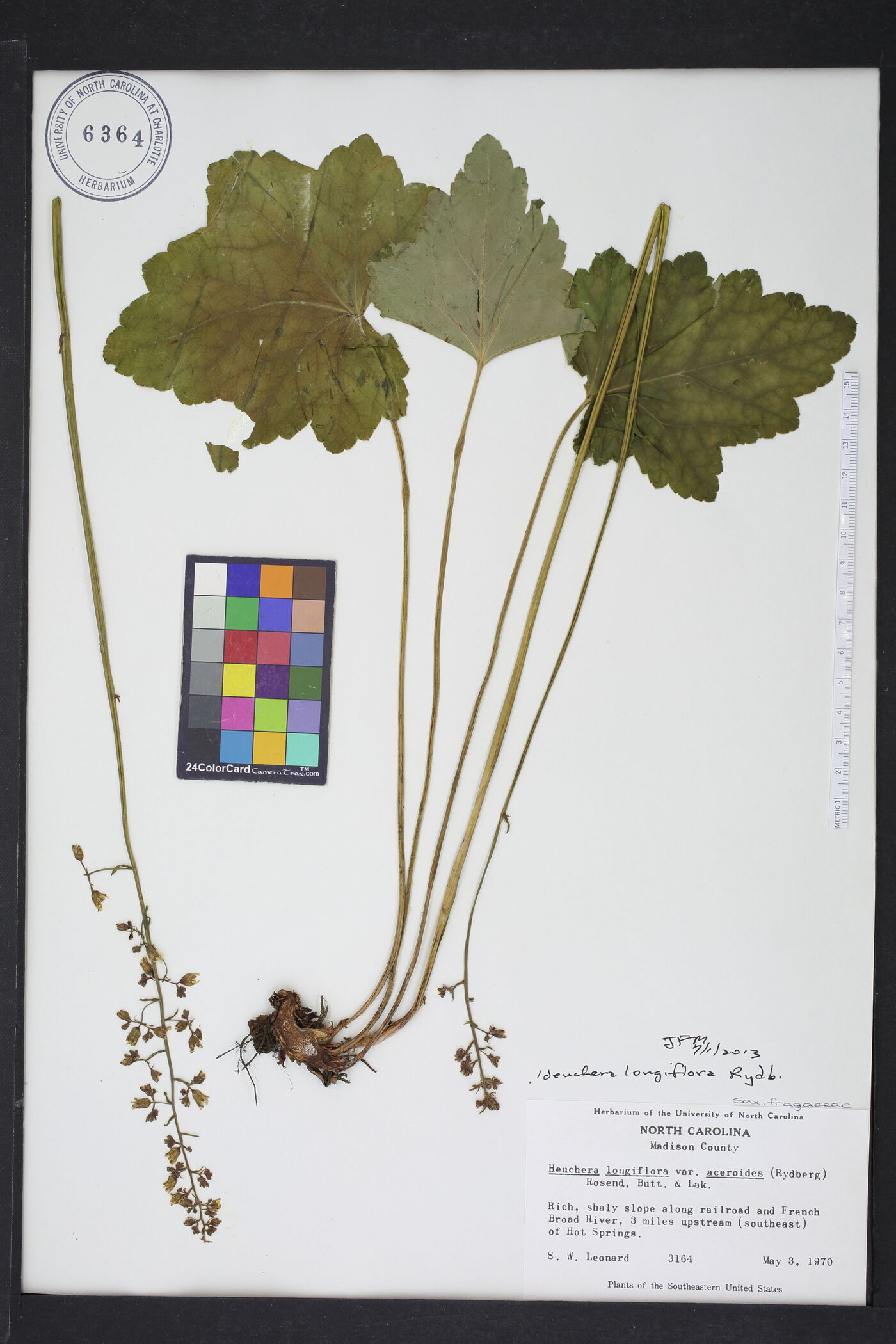 Heuchera longiflora image