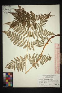 Dryopteris campyloptera image