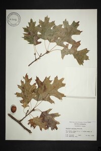 Quercus coccinea image