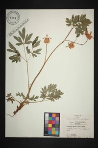 Dicentra eximia image