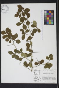 Crataegus uniflora image