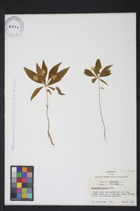 Trientalis borealis image