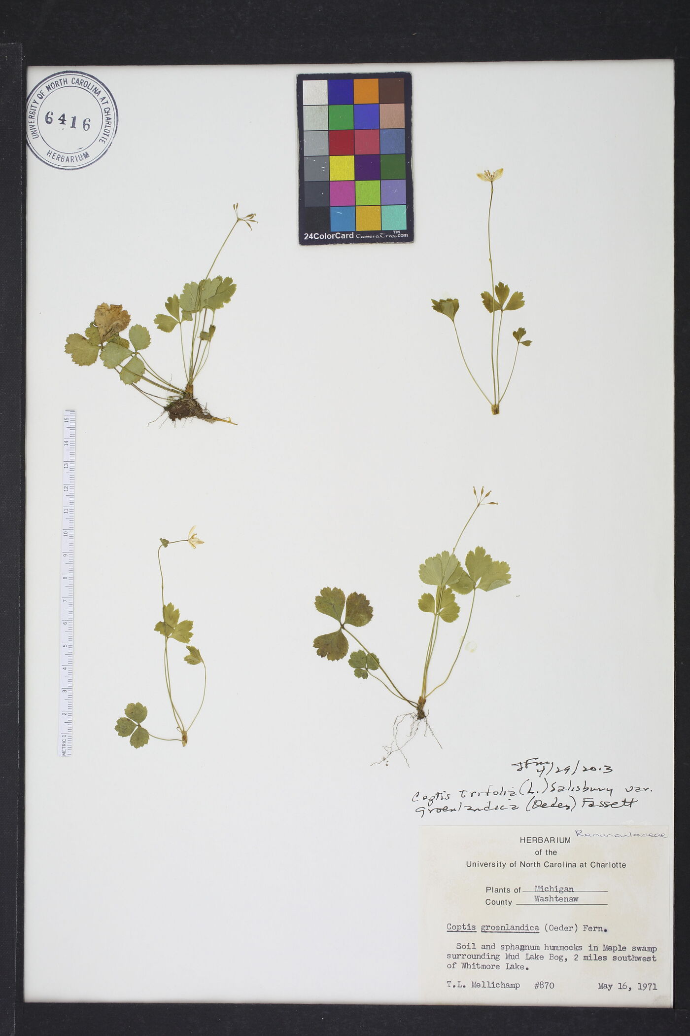 Coptis trifolia var. groenlandica image