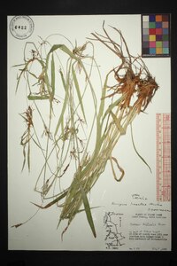 Scirpus lineatus image