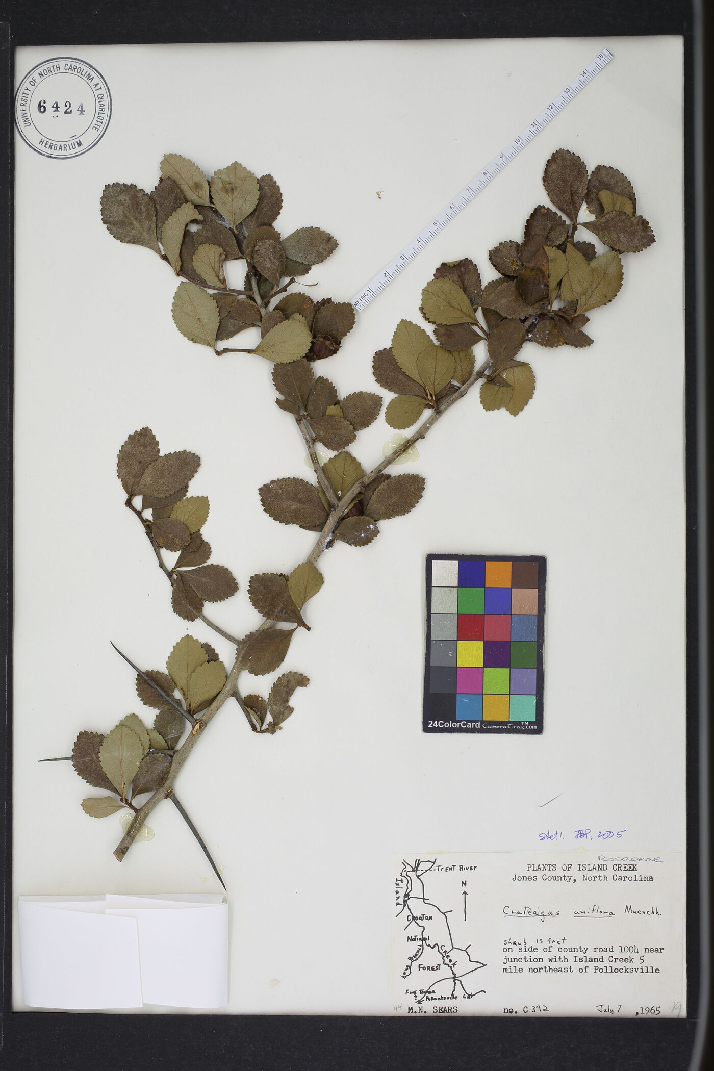 Crataegus uniflora image