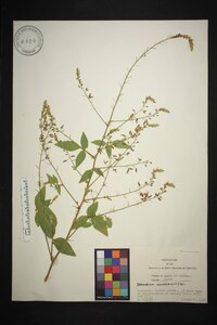 Desmodium canescens image