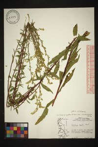 Solidago vaseyi image