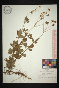 Bidens pilosa image