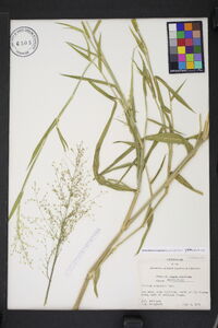 Dichanthelium scoparium image