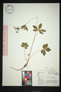 Sanicula canadensis var. floridana image