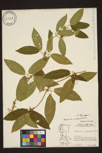 Bignonia capreolata image