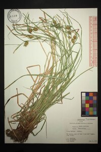 Carex baileyi image