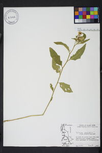 Solanum carolinense var. carolinense image